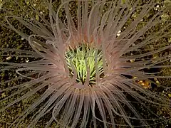 Cerianthus sp.
