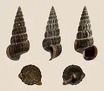 Cerithideopsis californica.