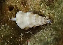 Cerithium citrinum