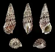 Cerithium vulgatum (Cerithiidae).
