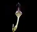 Ceropegia stapeliiformis serpentina.