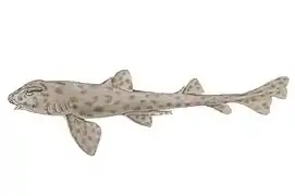 Heterodontus quoyi