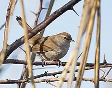 Bouscarle de Cetti.