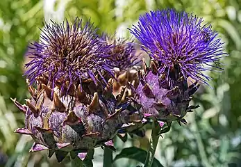 Tubuliflore : fleurs toutes tubulées (artichaut)