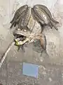 Grenouille de la fontaine.