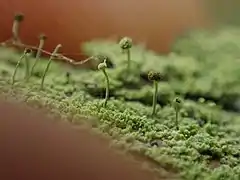 Chaenotheca furfuracea (Coniocybomycetes)