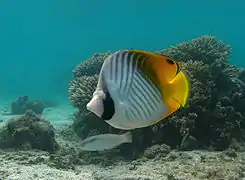Chaetodon auriga
