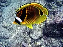Photographie d'un poisson-papillon à raies rouges.