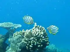 Un couple de poissons-papillons de Meyer (Chaetodon meyeri)