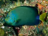 Chaetodontoplus melanosoma