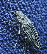 Chalcophora fortis.