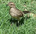 Immature