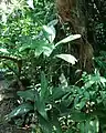 Chamaedorea geonomiformis (es)