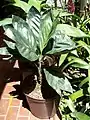 Chamaedorea metallica