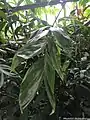 feuillage du Chamaedorea oblongata.