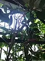 fruits du Chamaedorea oblongata.