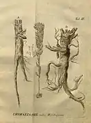 Rhizomes