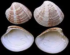 Chamelea striatula