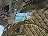 Blochet sculpté : Buste d'angelot.