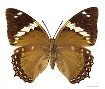 ♀ face dorsal