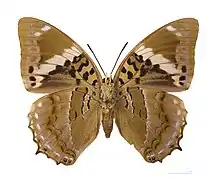 ♀ △ face ventrale