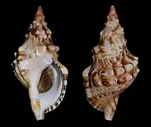 Charonia lampas «&nbsp;sauliae&nbsp;»