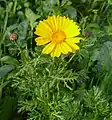 var. coronaria.