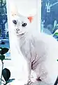 Peterbald à robe blanche de type "brush"
