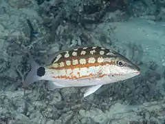 Lutjanus decussatus