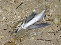 Exocet atlantique échoué sur une plage et en train d'être mangé par un Crabe bleu.