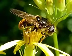 Cheilosia canicularis (femelle)