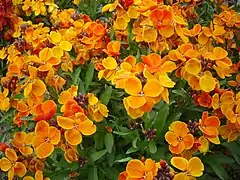 Variété 'Orange bedder'.