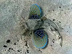 Chelidonichthys lucerna