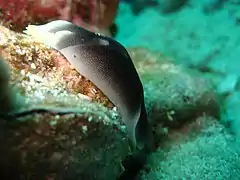 Chelidonura amoena
