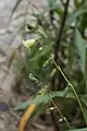 inflorescence de Helia alata