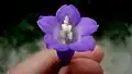 fleur de Chelonanthus purpurascens