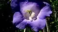 fleur de Chelonanthus purpurascens