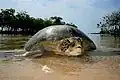 ...Chelonia mydas...
