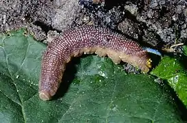 Chenille