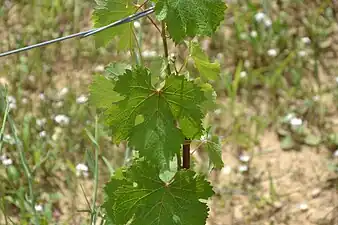 Feuille de chenin.