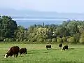 Prairie proche du Léman.