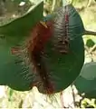 Chenille