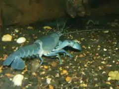 Photo d'un cherax destructor.