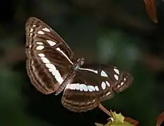 Neptis jumbah