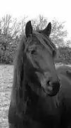 Tête d'un cheval noir, les oreilles écartées.