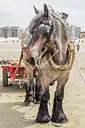 Pêche aux crevettes à cheval à Oostduinkerke