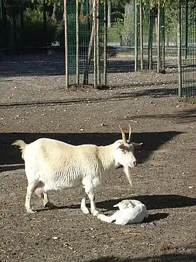 Chèvre et son petit