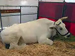 Taureau au repos.