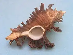 Chicoreus banksii