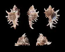 Chicoreus brevifrons